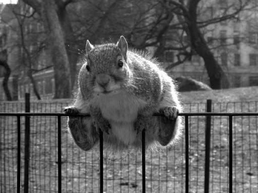 fotos animales divertidos